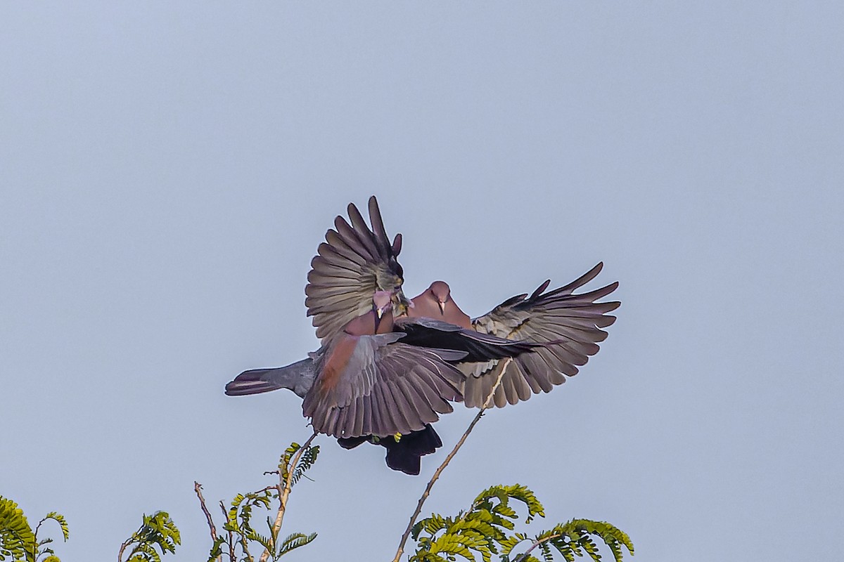 Sarı Gagalı Kızılca Güvercin - ML644543465