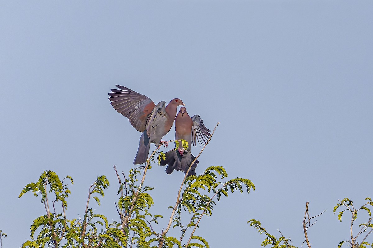 Paloma Piquirroja - ML644543471