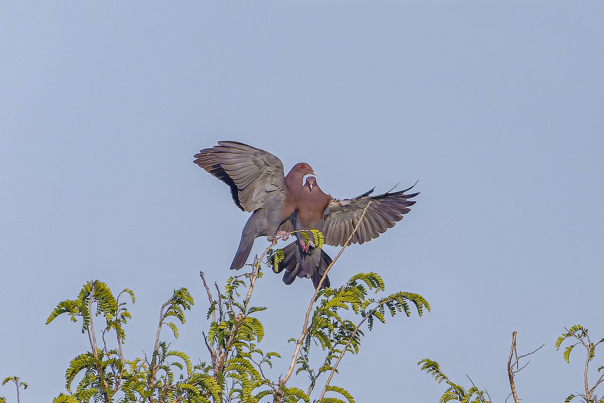 Paloma Piquirroja - ML644543472