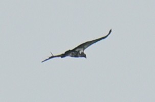 King Vulture - ML644543477