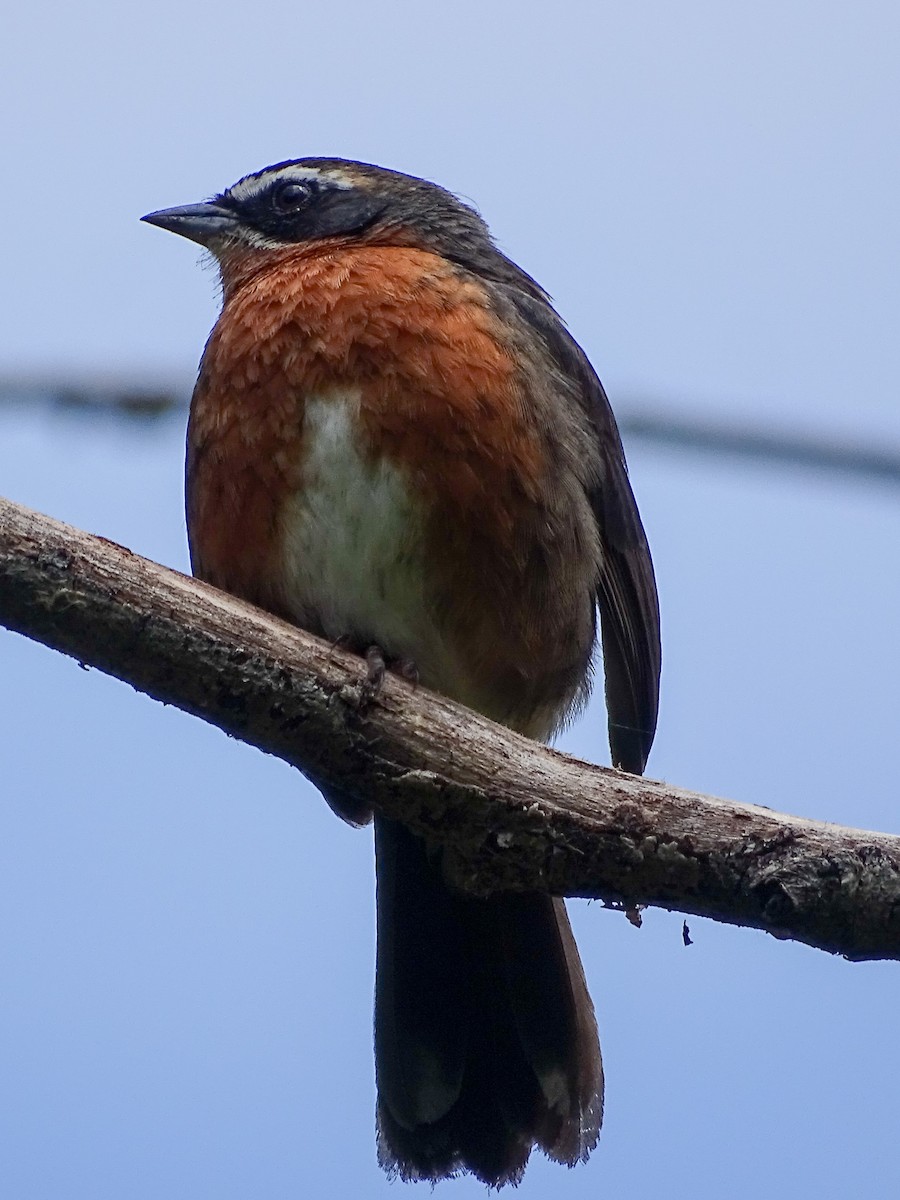 Black-and-rufous Warbling Finch - ML644543488