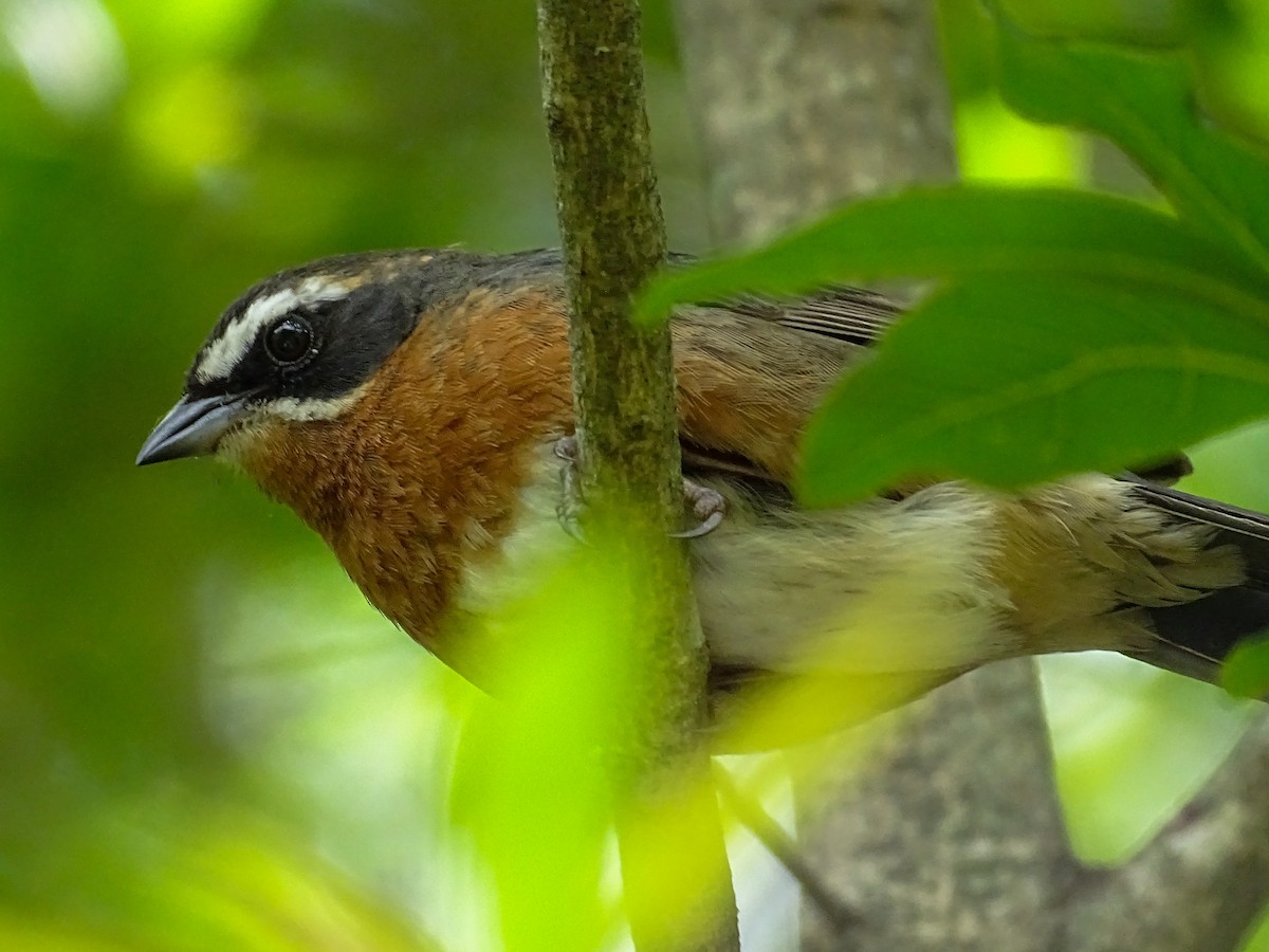 Black-and-rufous Warbling Finch - ML644543489