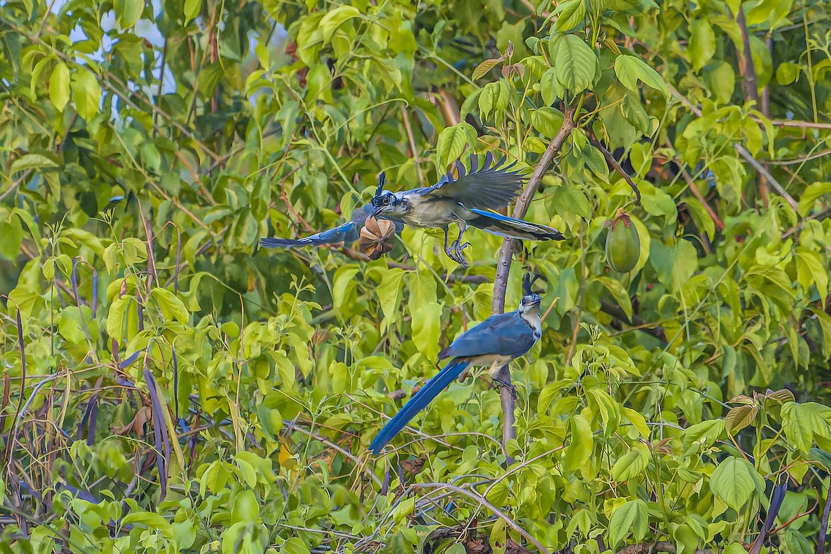 Urraca Hermosa Cariblanca - ML644543504
