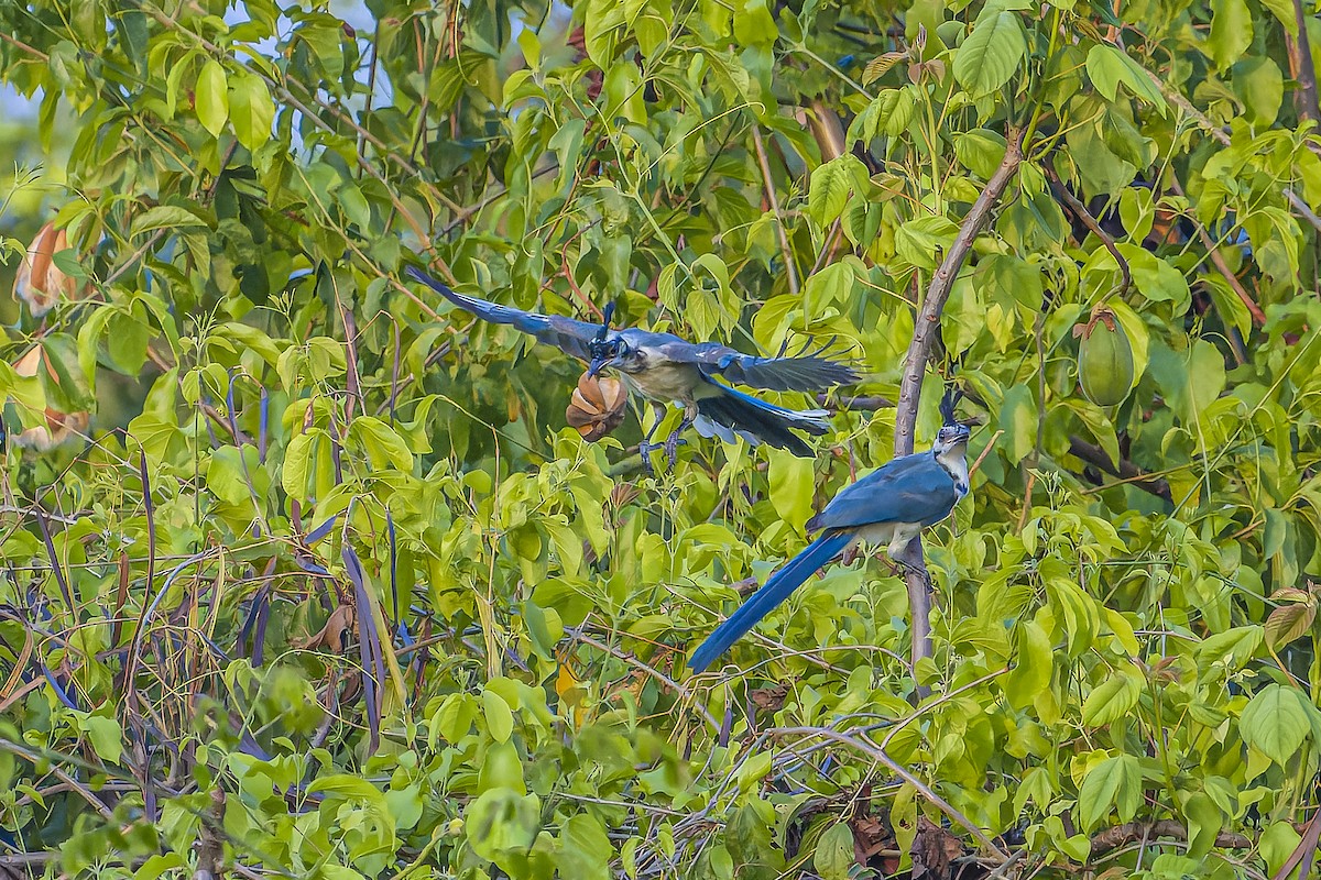 Urraca Hermosa Cariblanca - ML644543505