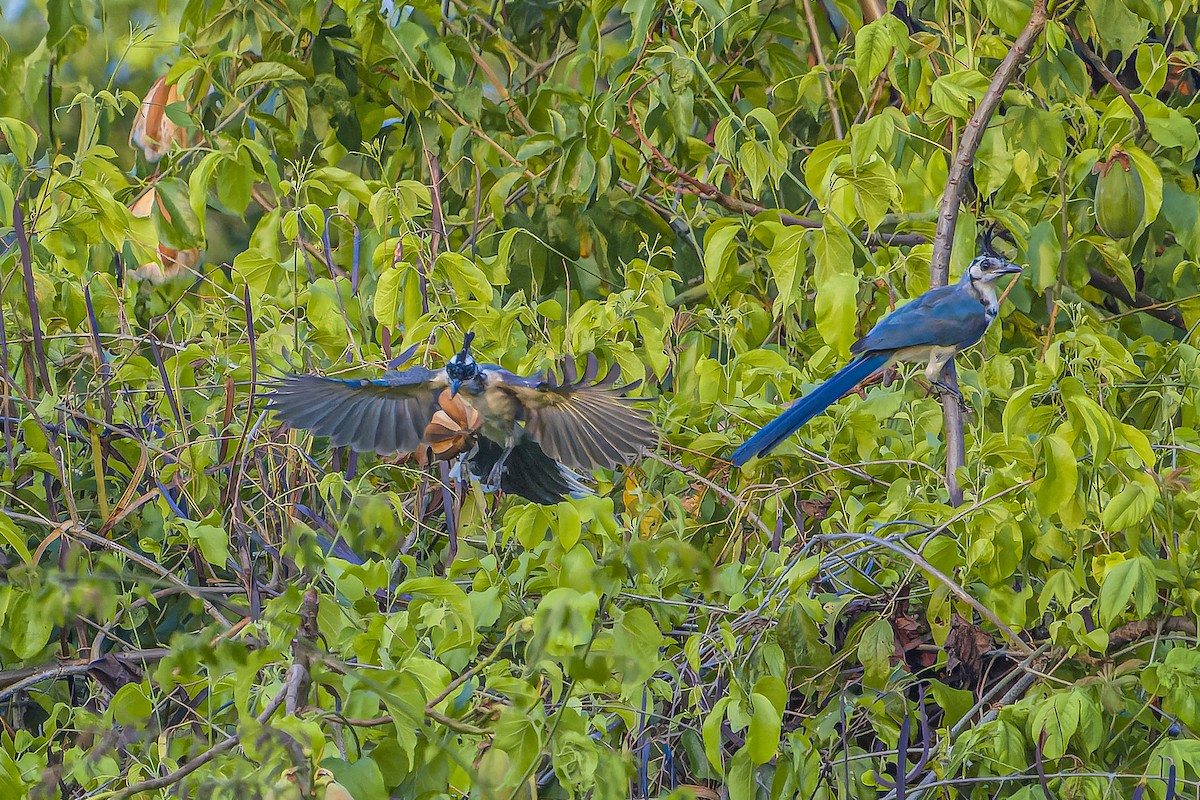 Urraca Hermosa Cariblanca - ML644543506