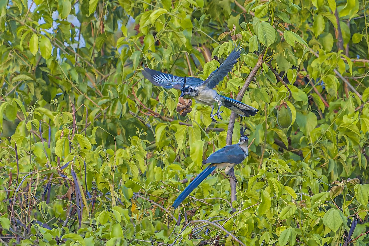 Urraca Hermosa Cariblanca - ML644543507
