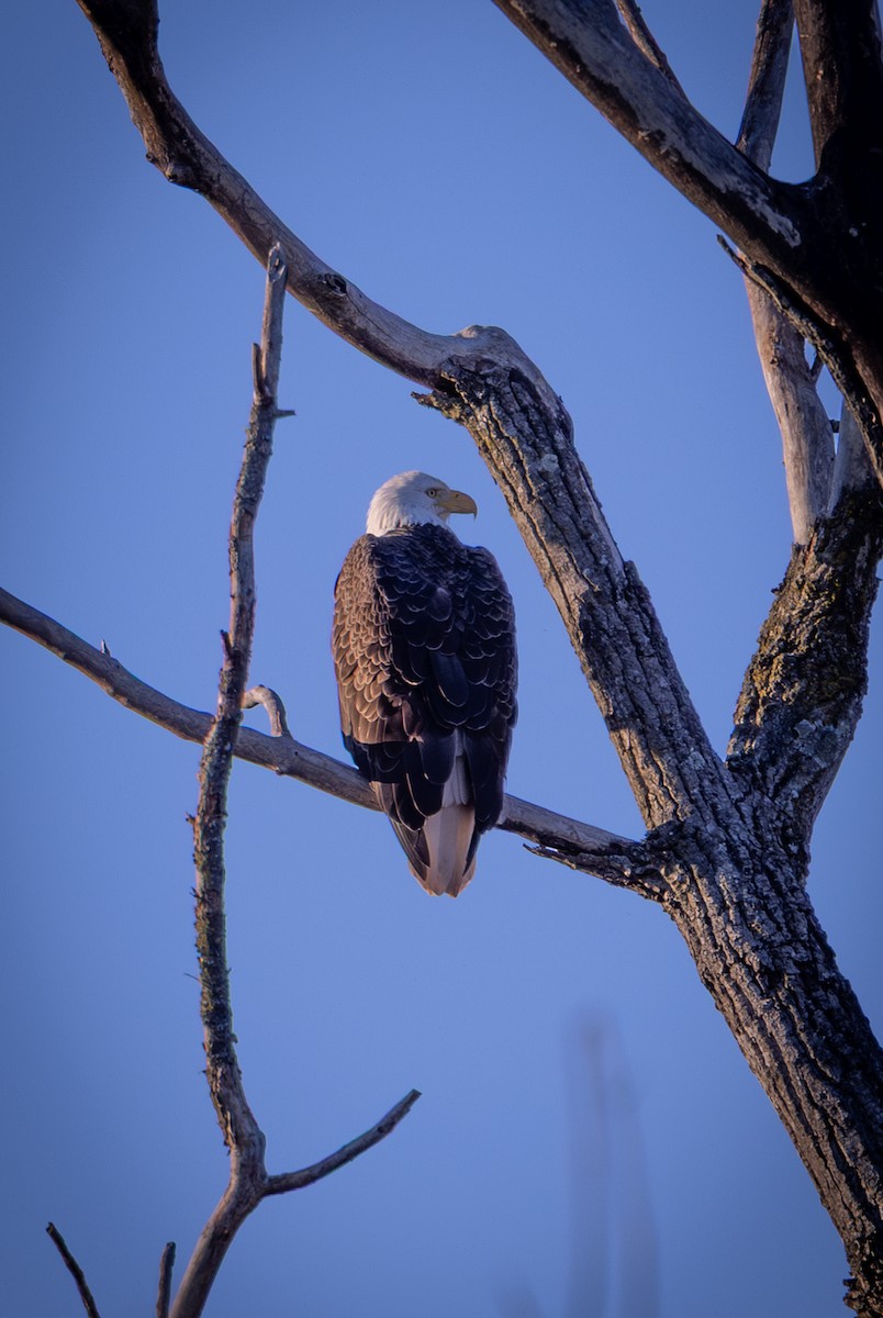 orel bělohlavý - ML644543512