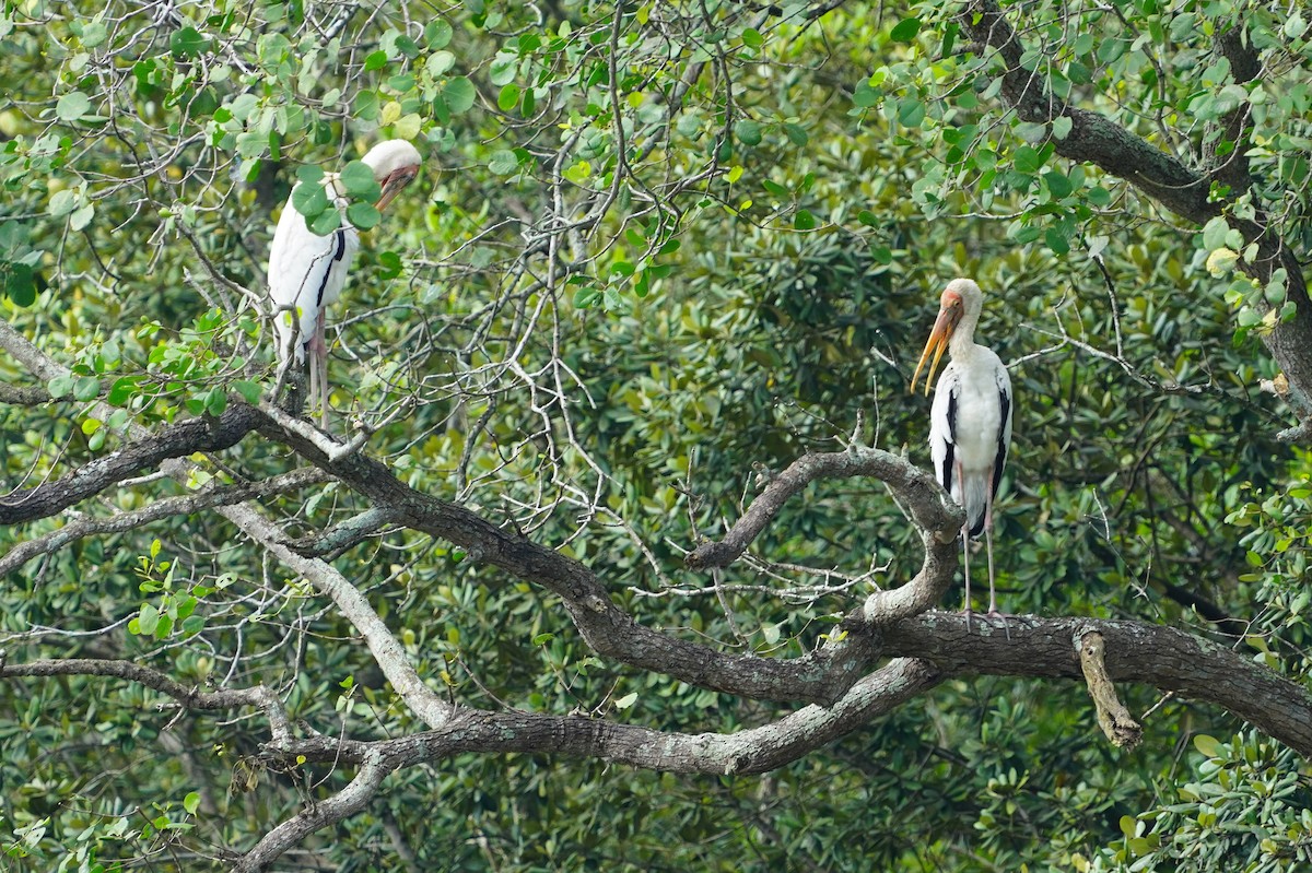 Milky Stork - ML644543522