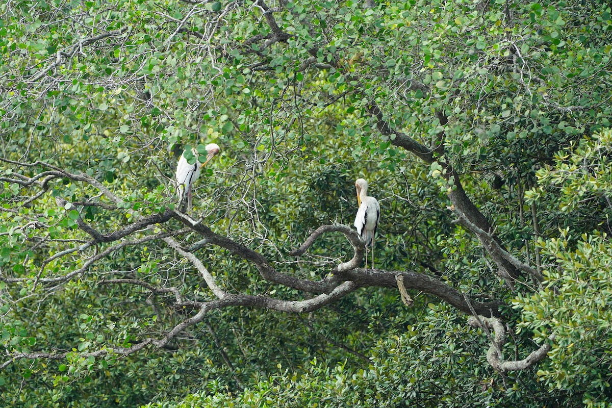 Milky Stork - ML644543526