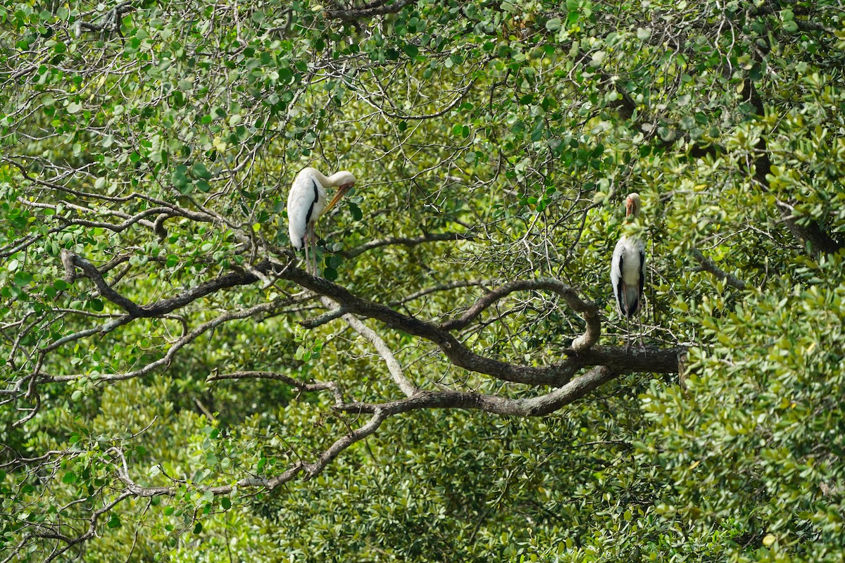 Milky Stork - ML644543527