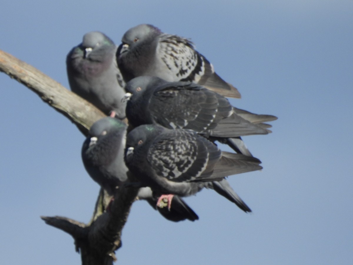 カワラバト（ドバト、家畜型） - ML644543530