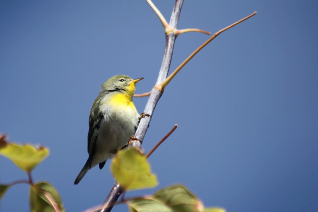 Northern Parula - ML644543531