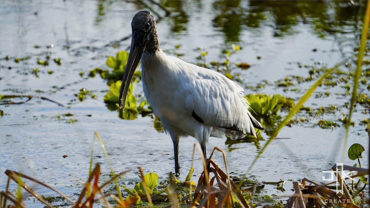 Wood Stork - ML644543532
