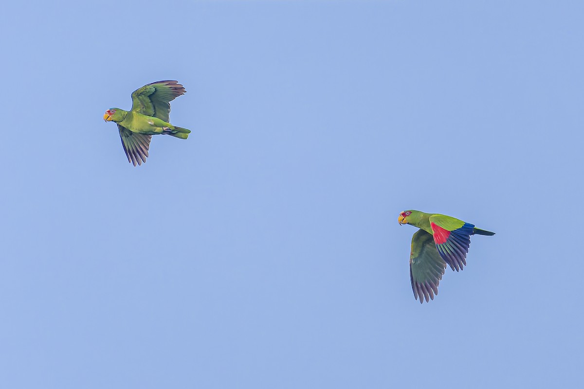 Amazona Frentialba - ML644543545