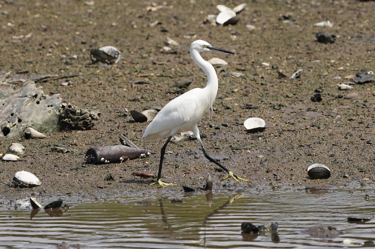 Little Egret - ML644543549