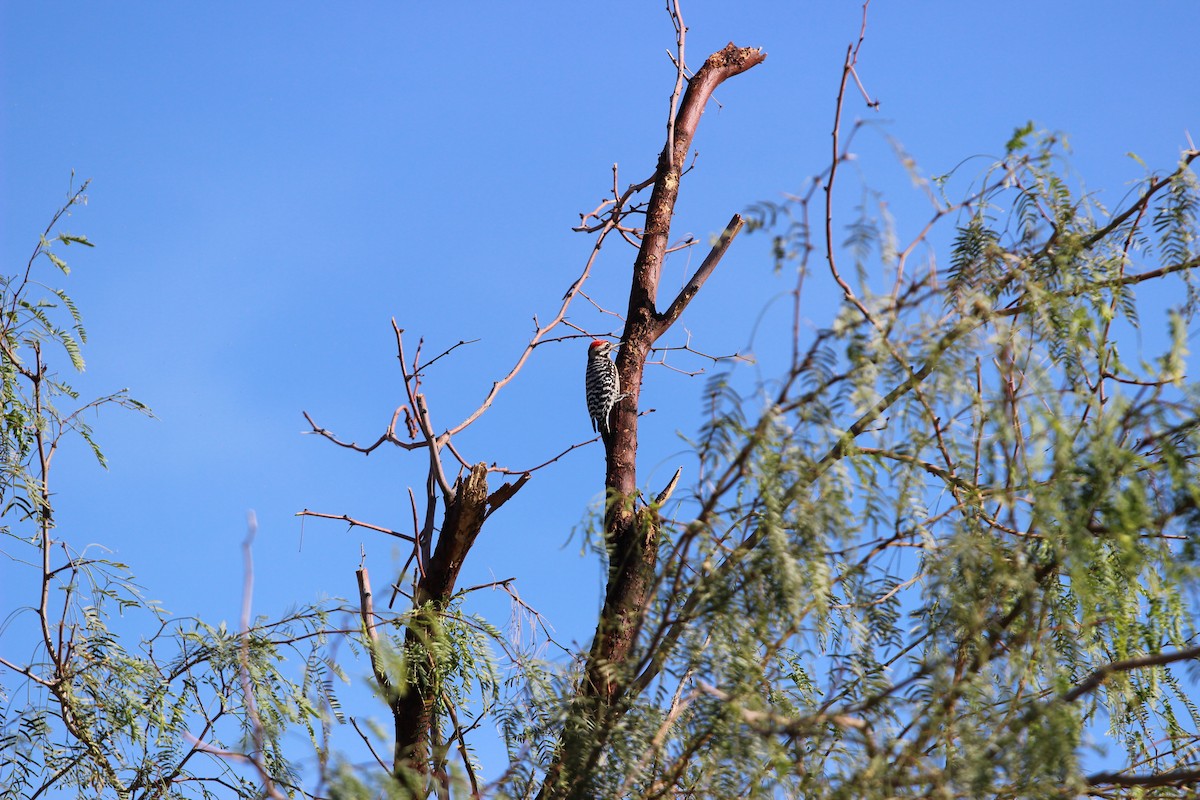 leiderspett - ML644543564