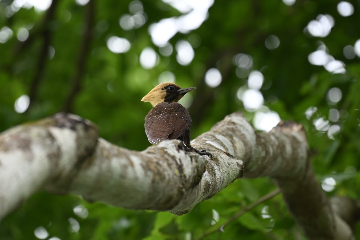 Pale-crested Woodpecker - ML644543568