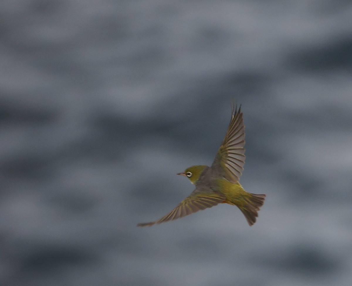 Silvereye - ML644543582