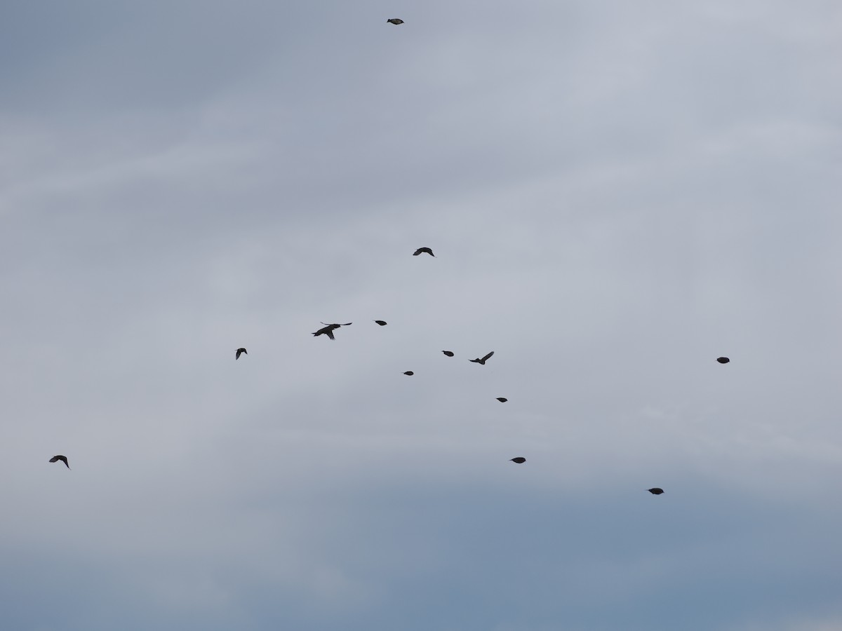 Silvereye - ML644543584