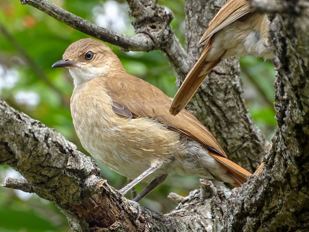 Pas Rengi Çömlekçikuşu - ML644543585