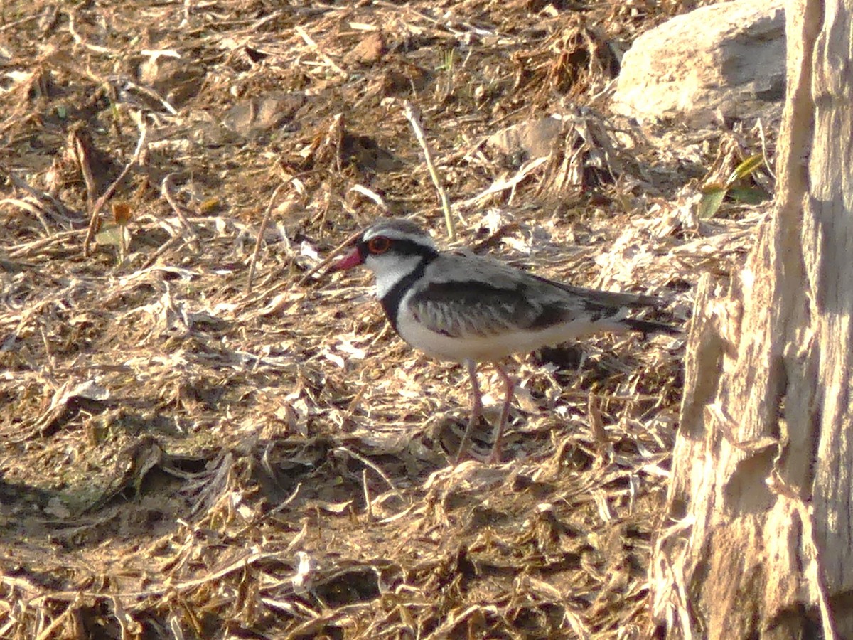 Black-fronted Dotterel - ML644543592