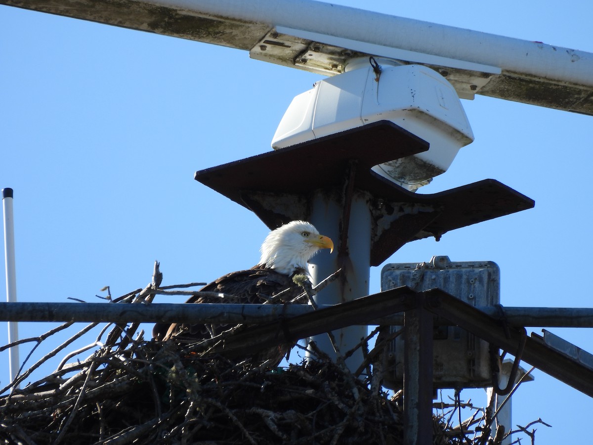 Bald Eagle - ML644543600