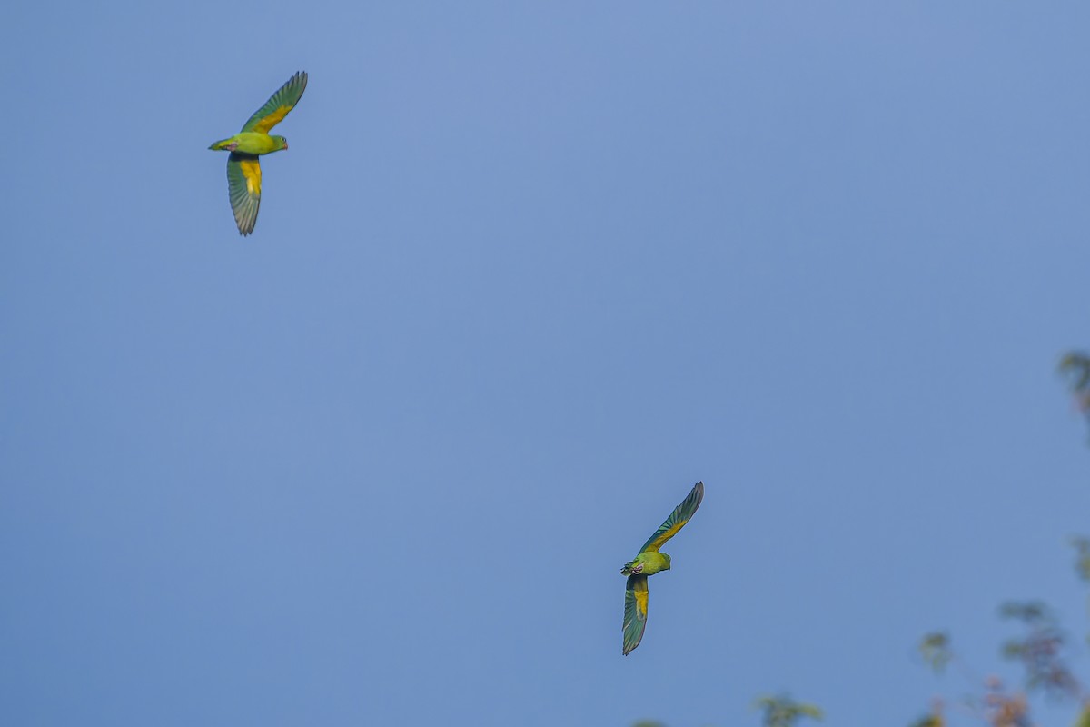 Catita Churica - ML644543601