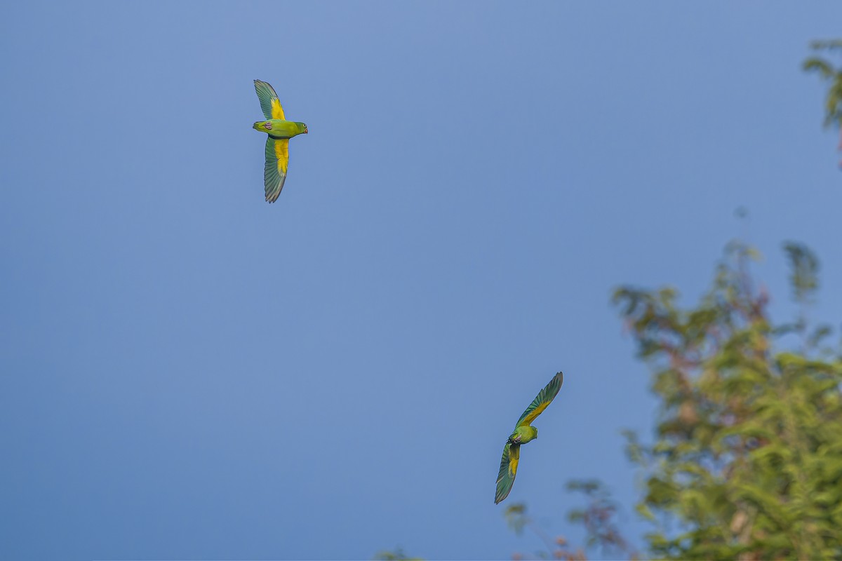 Catita Churica - ML644543602