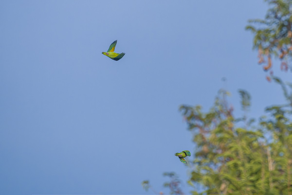 Catita Churica - ML644543603