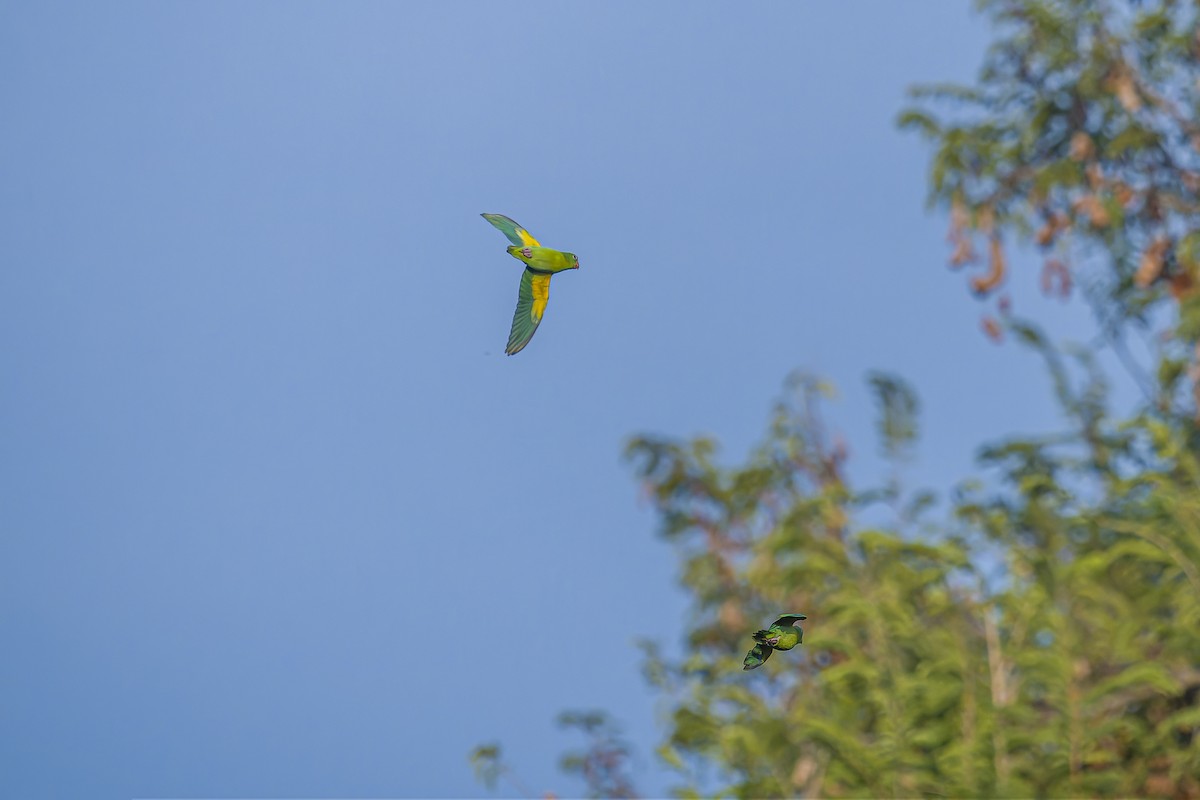 Catita Churica - ML644543604