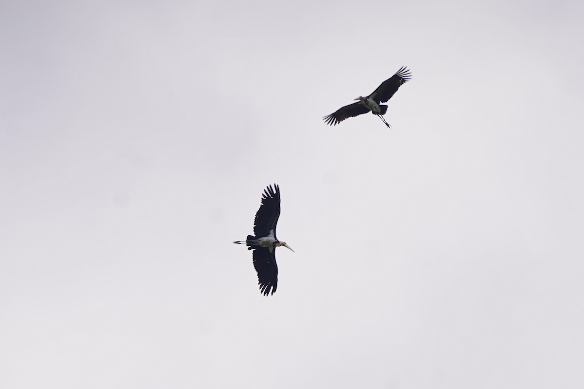 Lesser Adjutant - ML644543606