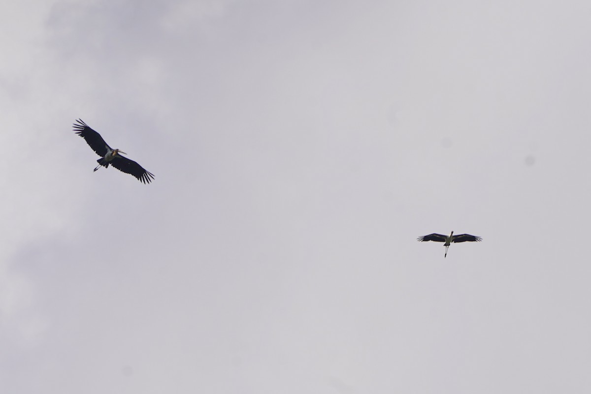 Lesser Adjutant - ML644543608