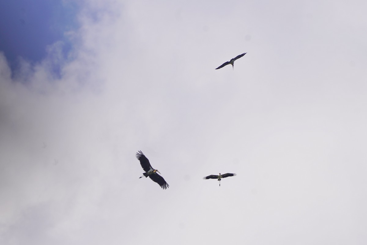 Lesser Adjutant - ML644543609