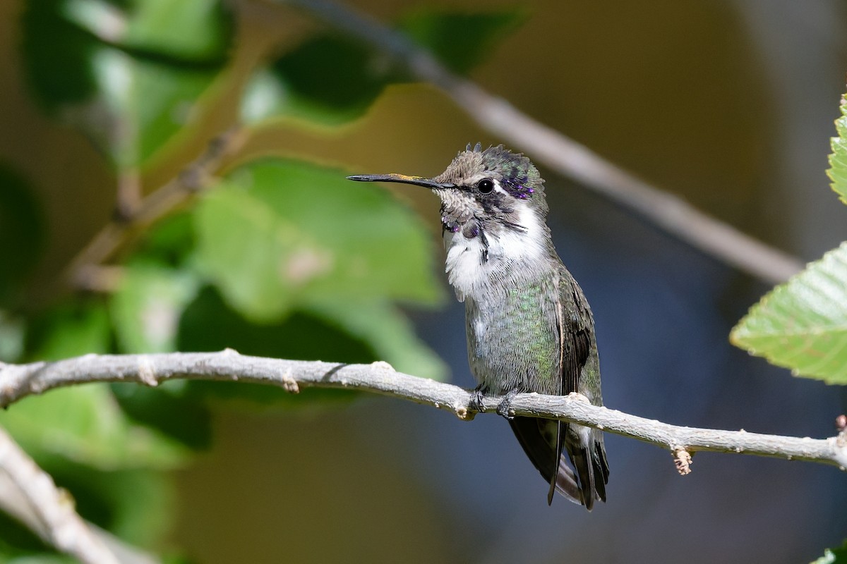 Colibri de Costa - ML644543612
