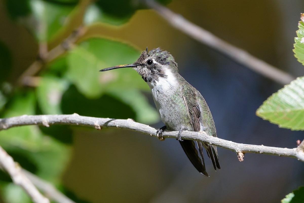 Colibri de Costa - ML644543613