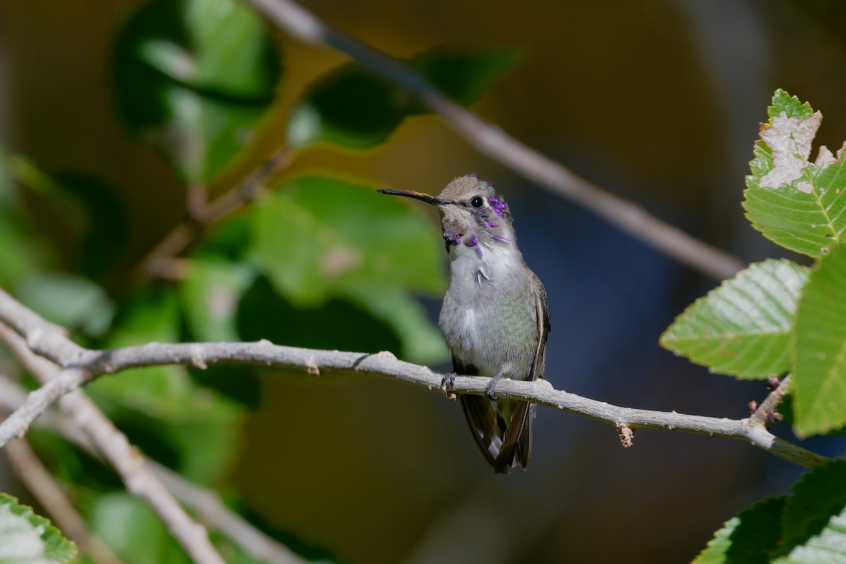 Colibri de Costa - ML644543614