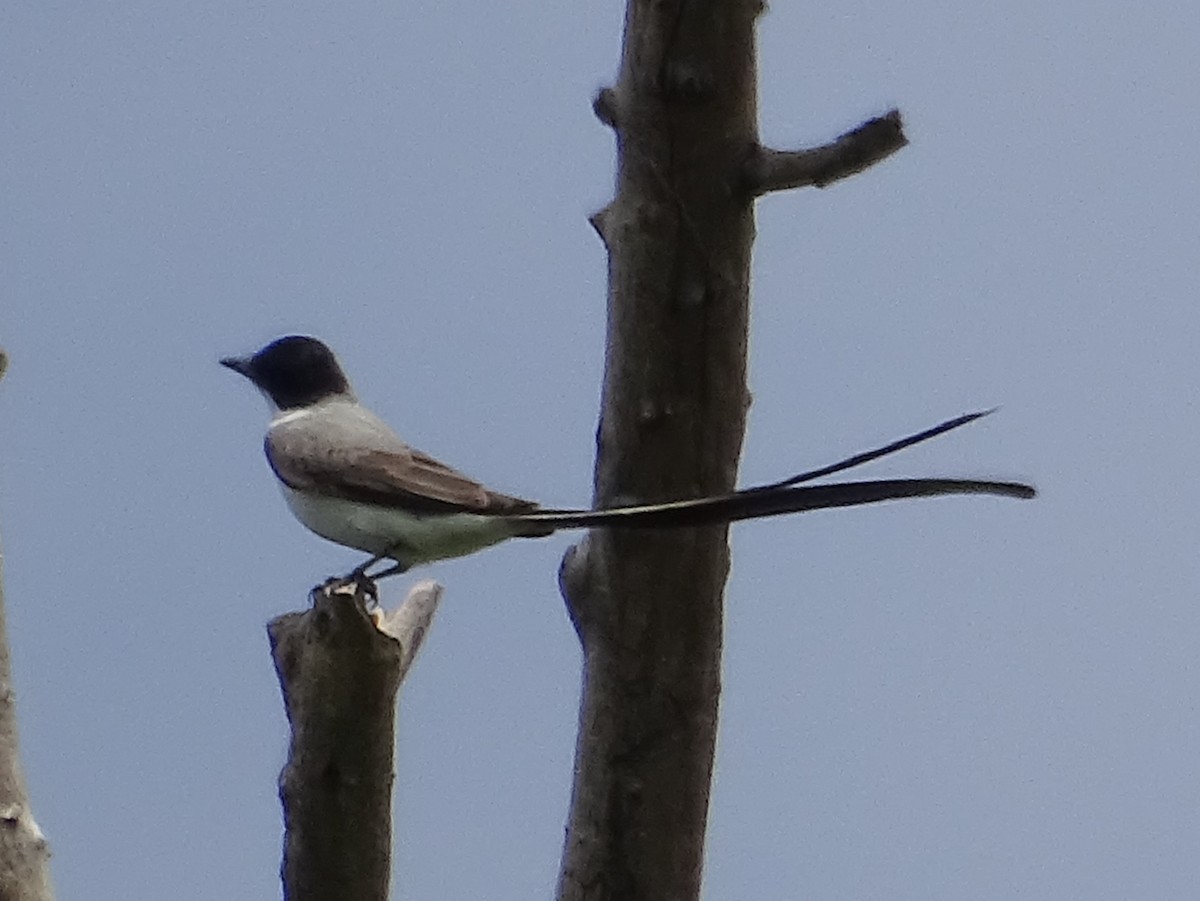 Fork-tailed Flycatcher - ML644543619