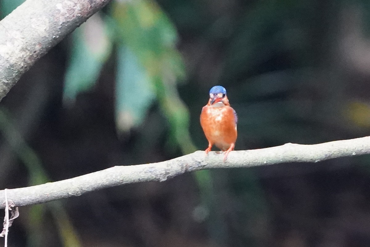 ledňáček modrohřbetý - ML644543623