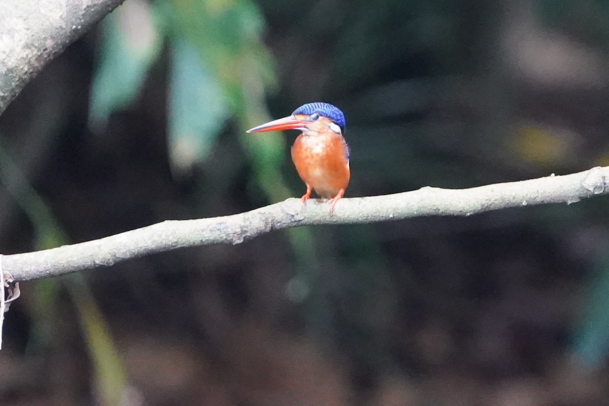 ledňáček modrohřbetý - ML644543624