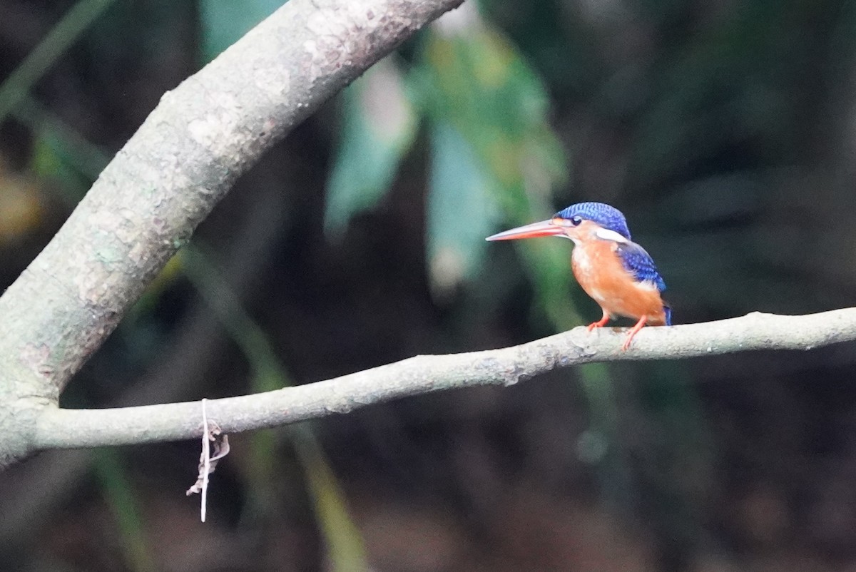 ledňáček modrohřbetý - ML644543625