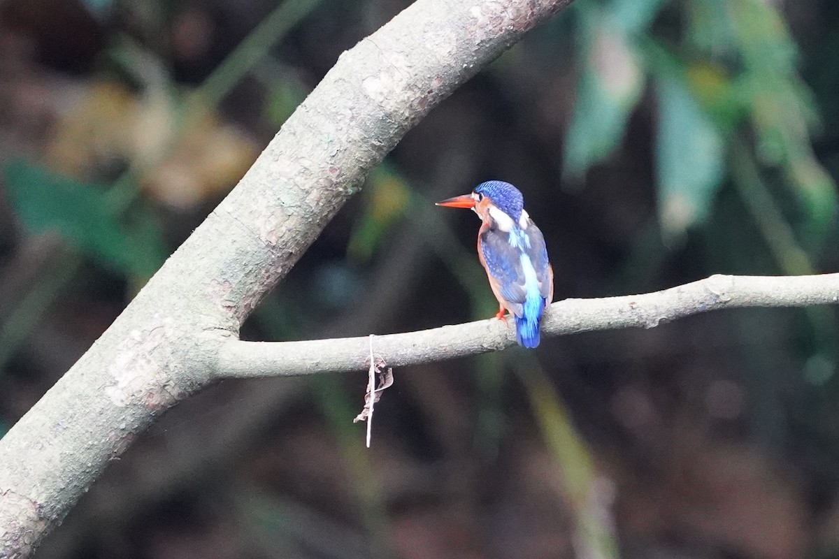 ledňáček modrohřbetý - ML644543626