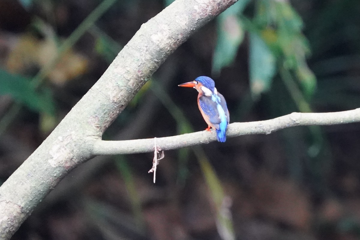 ledňáček modrohřbetý - ML644543627