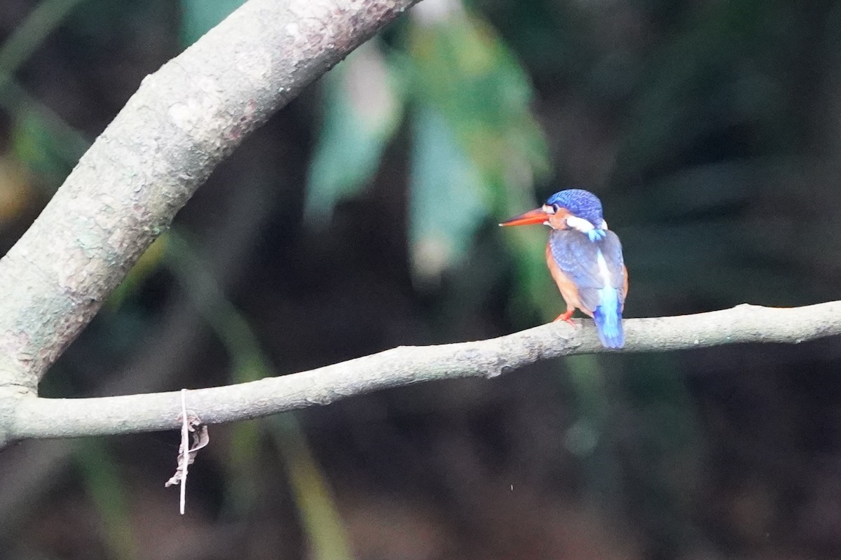 ledňáček modrohřbetý - ML644543628