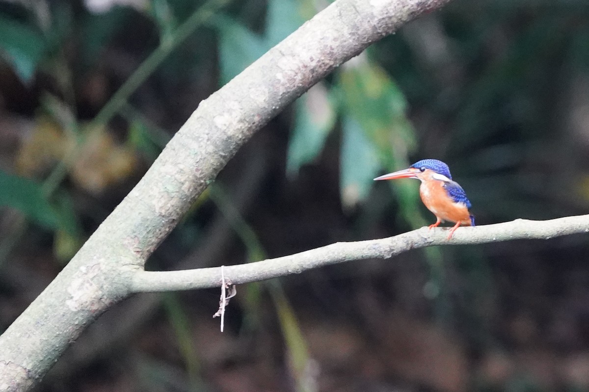 ledňáček modrohřbetý - ML644543629