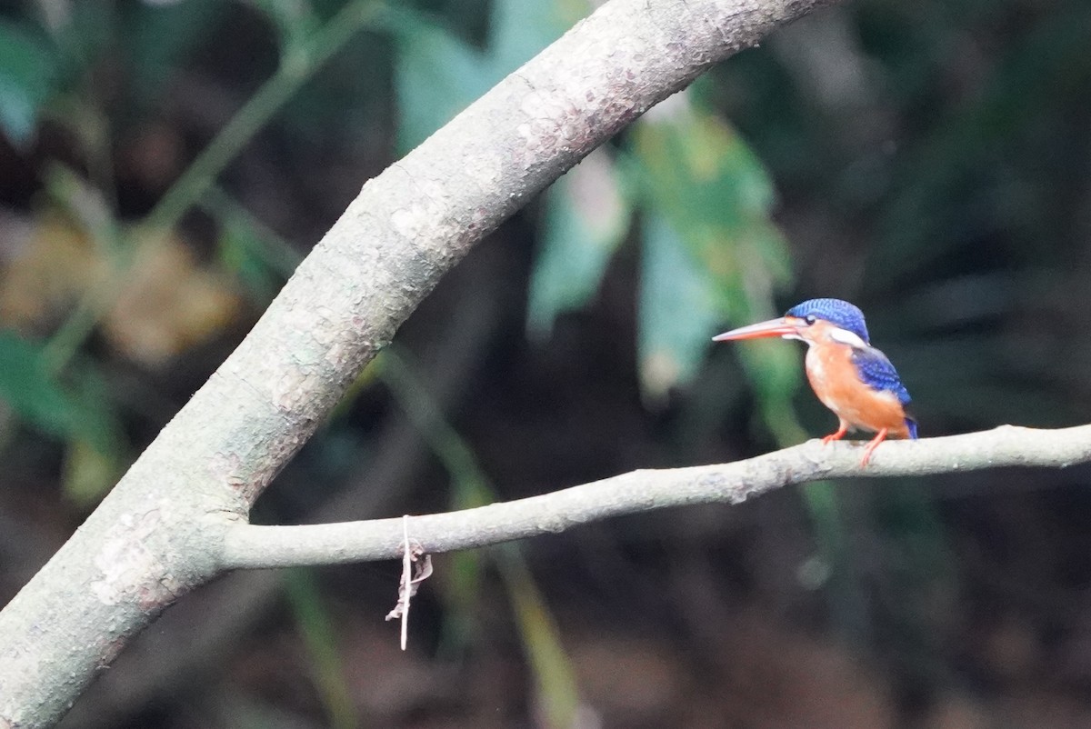 ledňáček modrohřbetý - ML644543630