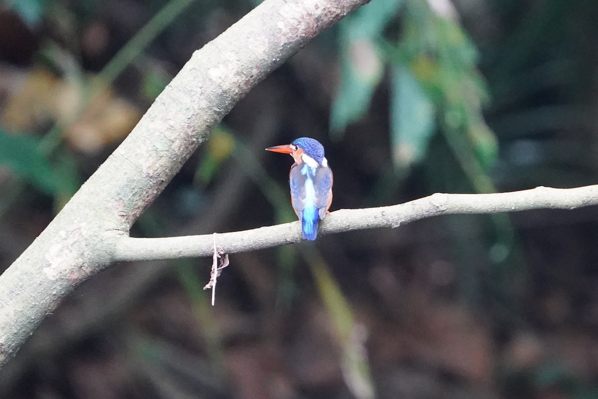 ledňáček modrohřbetý - ML644543631