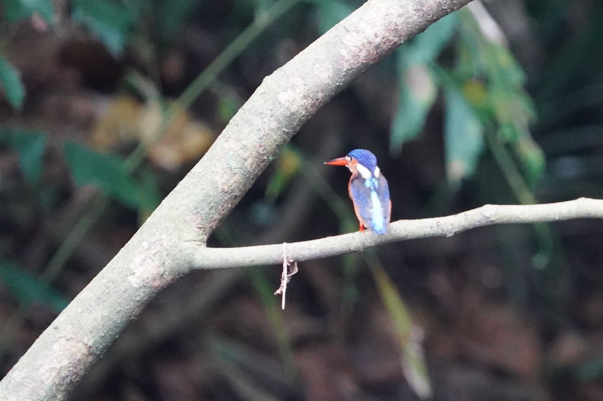 ledňáček modrohřbetý - ML644543632