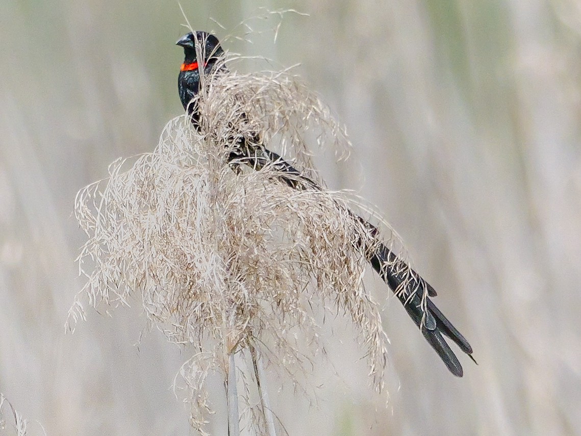 Red-collared Widowbird - ML644543634