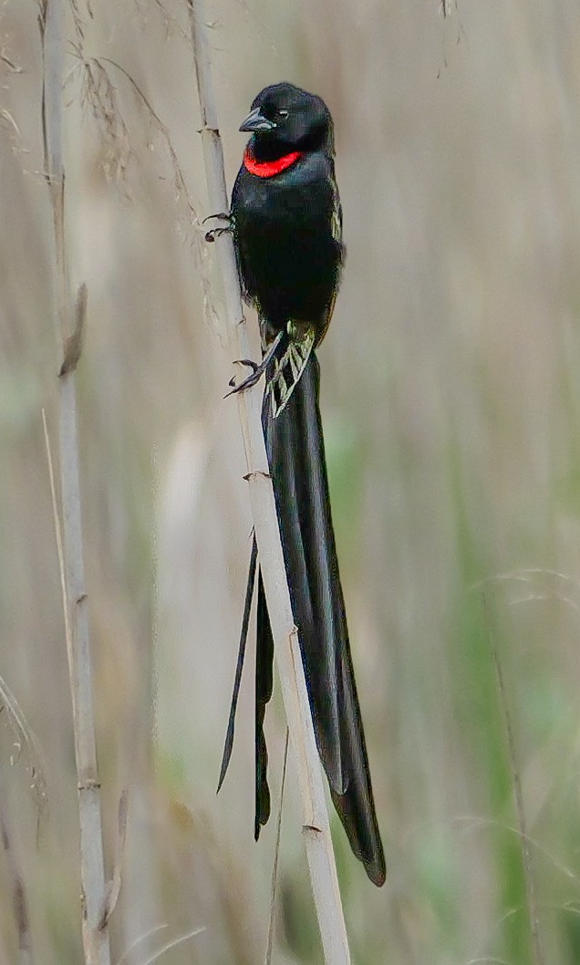 Red-collared Widowbird - ML644543635