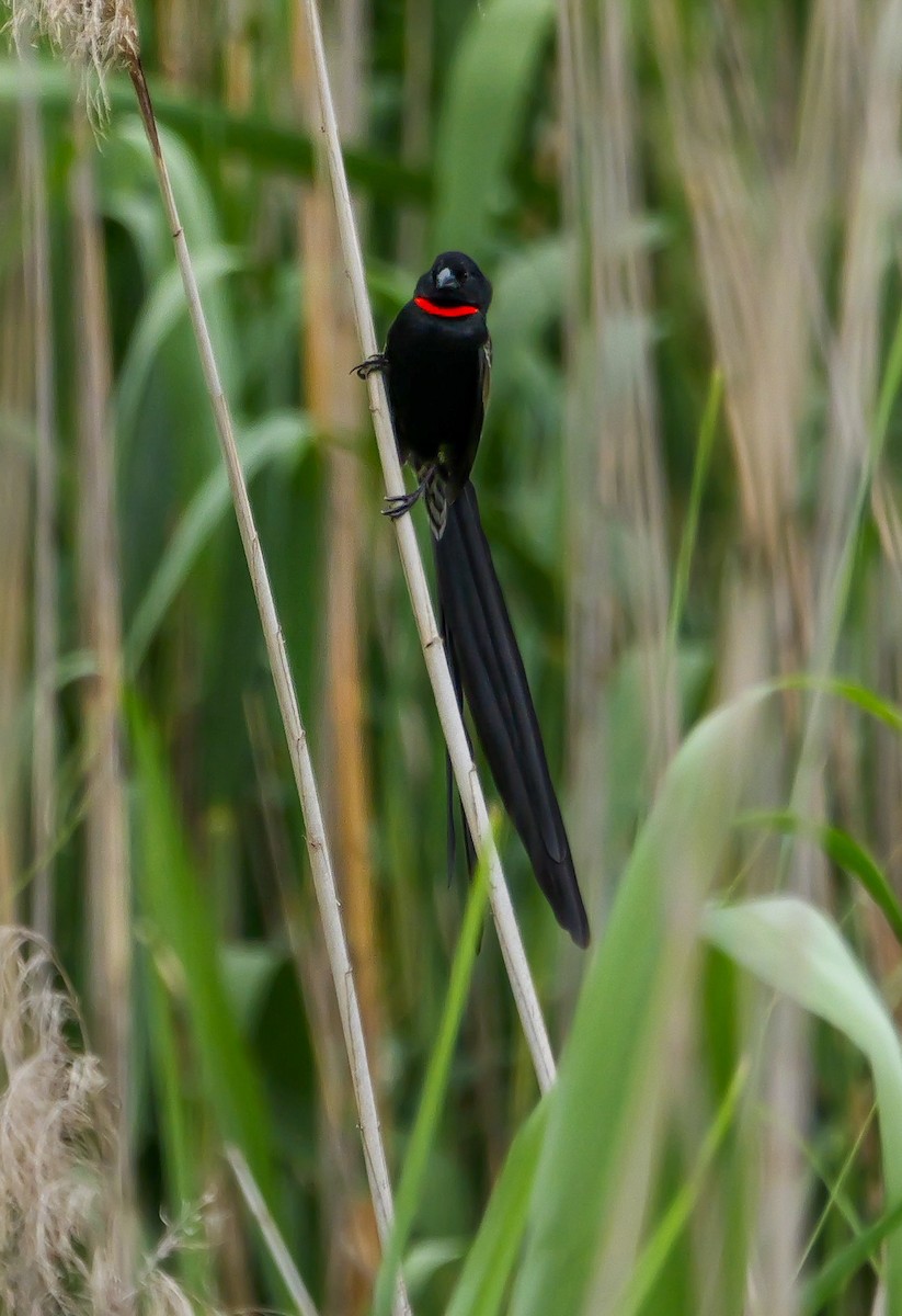 Red-collared Widowbird - ML644543636